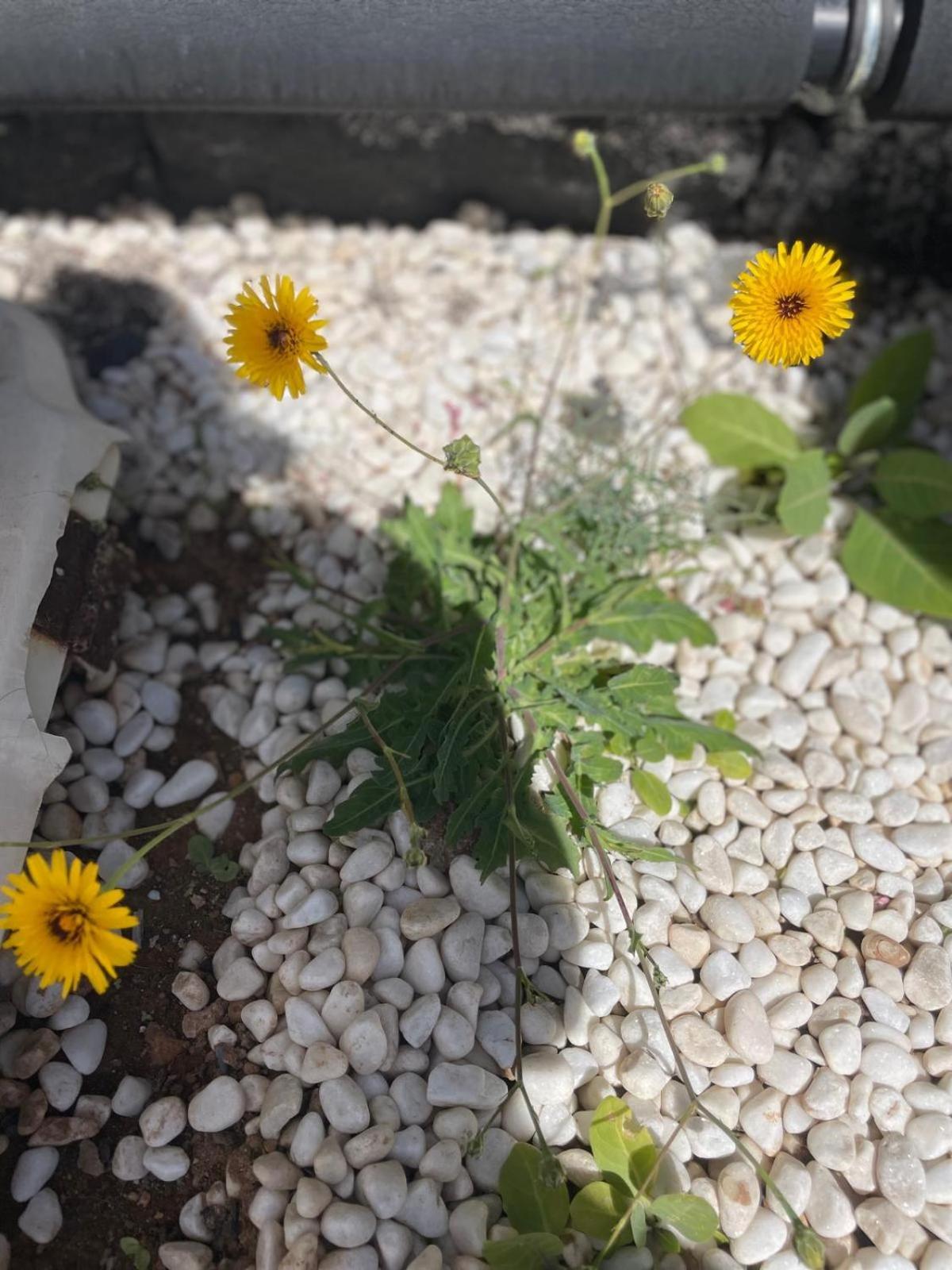 La Vegueta Villa Jaira מראה חיצוני תמונה